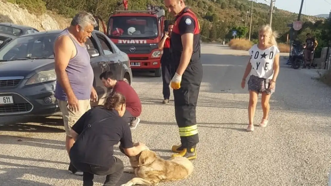 Datça'da Otomobilin Altına Sıkışan Köpeği İtfaiye Kurtardı