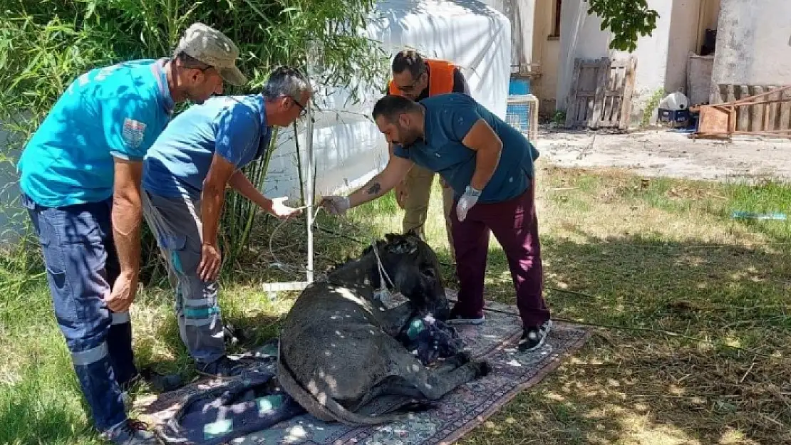 Marmaris'te Yanan Ormandan 4 Gün Sonra Sağ Kurtuldu