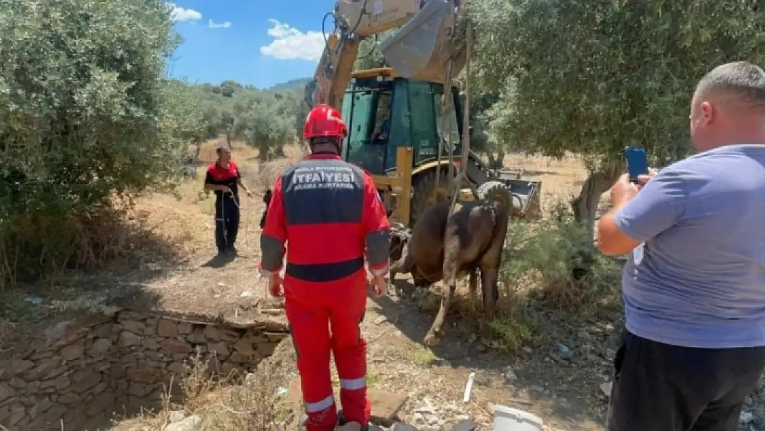 Milas'ta Foseptik Çukuruna Düşen İnek Kurtarıldı