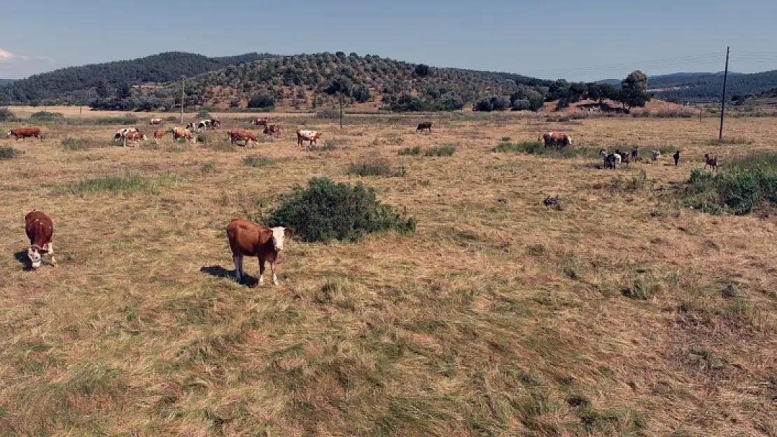 Muğla'da 4 Yılda 19 Bin Dekar Mera Islahı Yapıldı