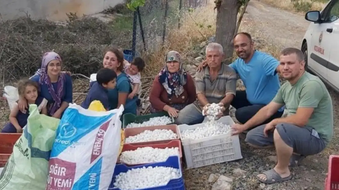 Seydikemer'de Kadın Üreticiler, İlk İpekböceği Kozalarını Hasat Etti
