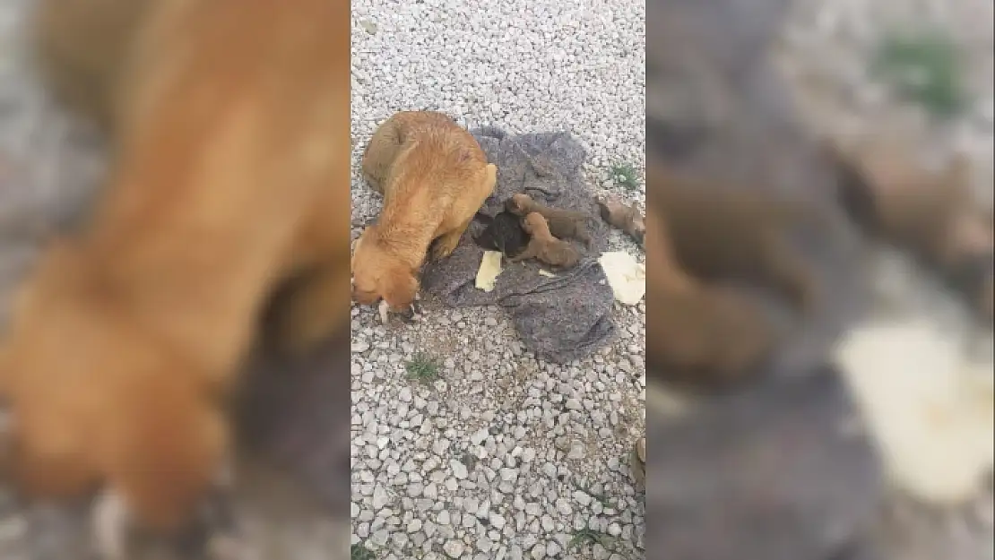 Seydikemer'de Yağmur Suyu Kanalında Mahsur Kalan Köpek ve 6 Yavrusu Kurtarıldı