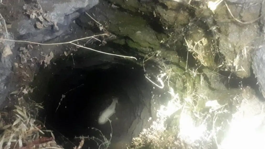 Datça'da Kuyuya Düşen Oğlak Kurtarıldı