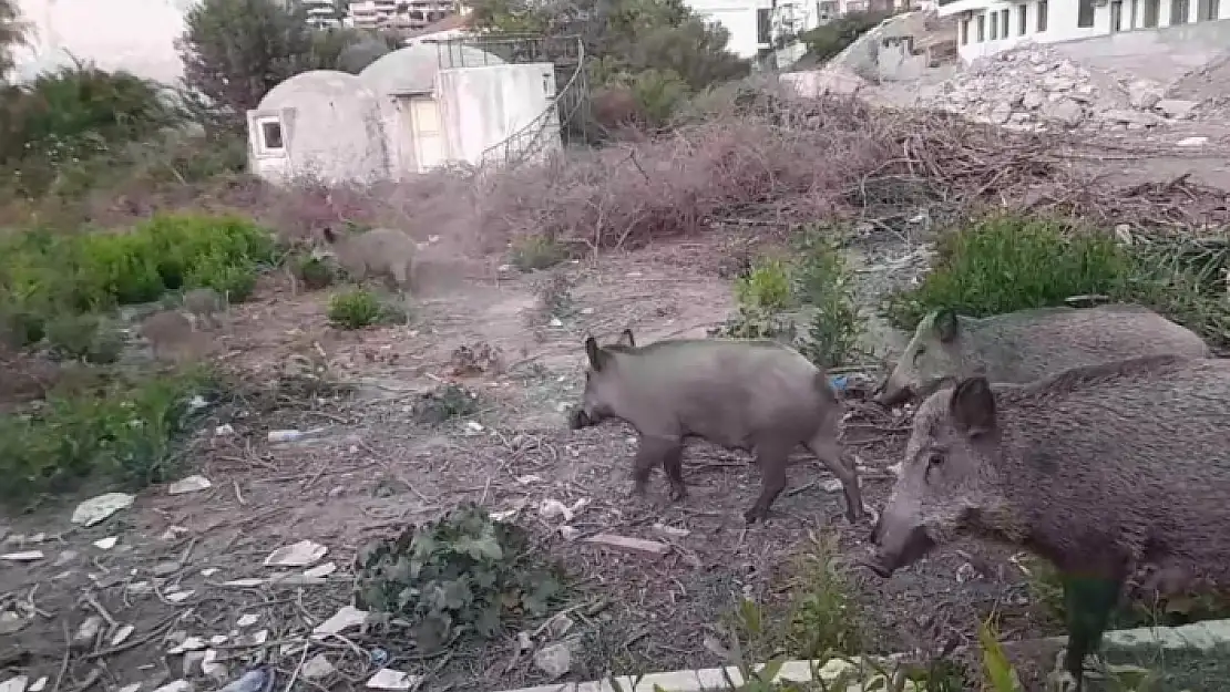 Milas'ta Yiyecek Bulmakta Zorlanan Domuz Sürüsü Gündüz Vakti Şehre İndi
