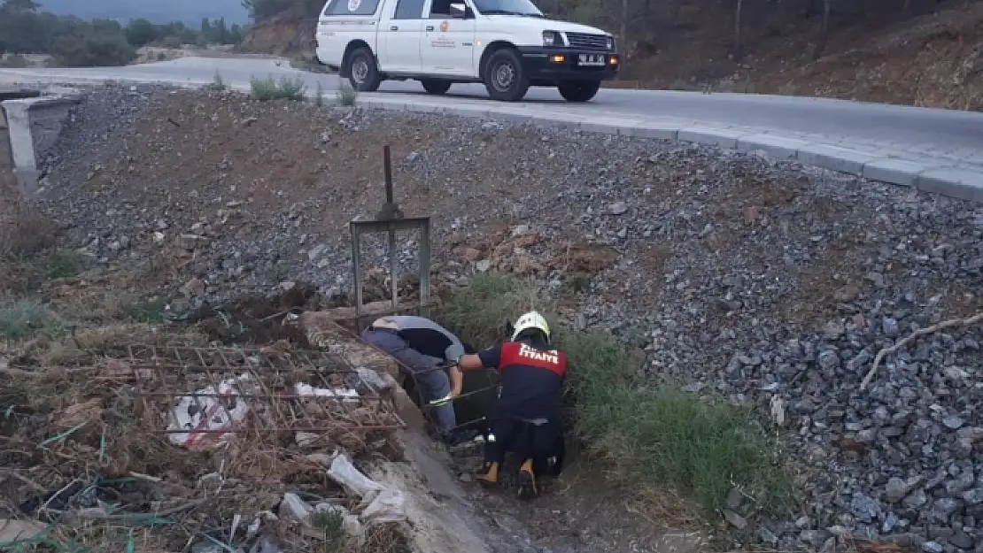 Seydikemer'de Köpek ve 6 Yavrusu Sulama Kanalında Mahsur Kaldı