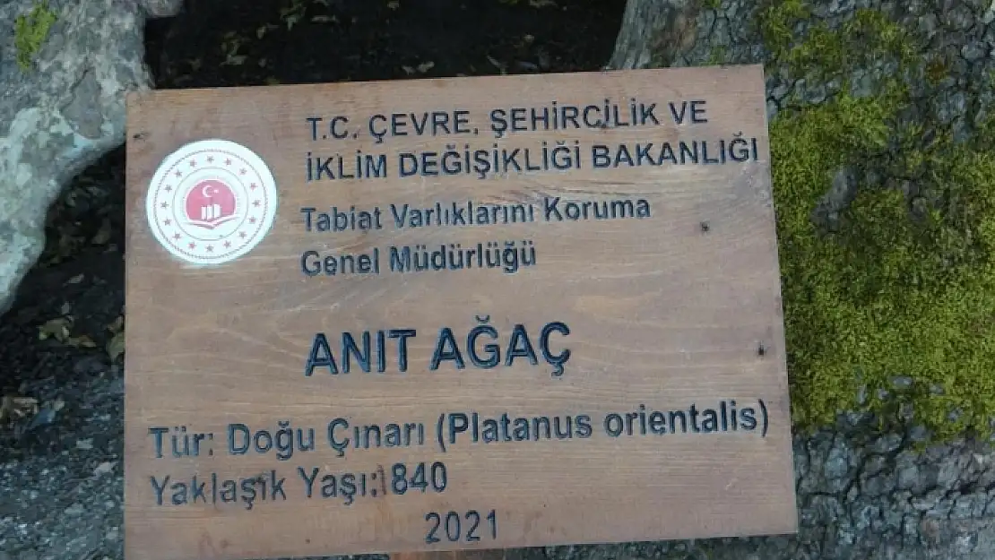 Menteşe'de 842 Yaşındaki Ağaç Koruma Altında