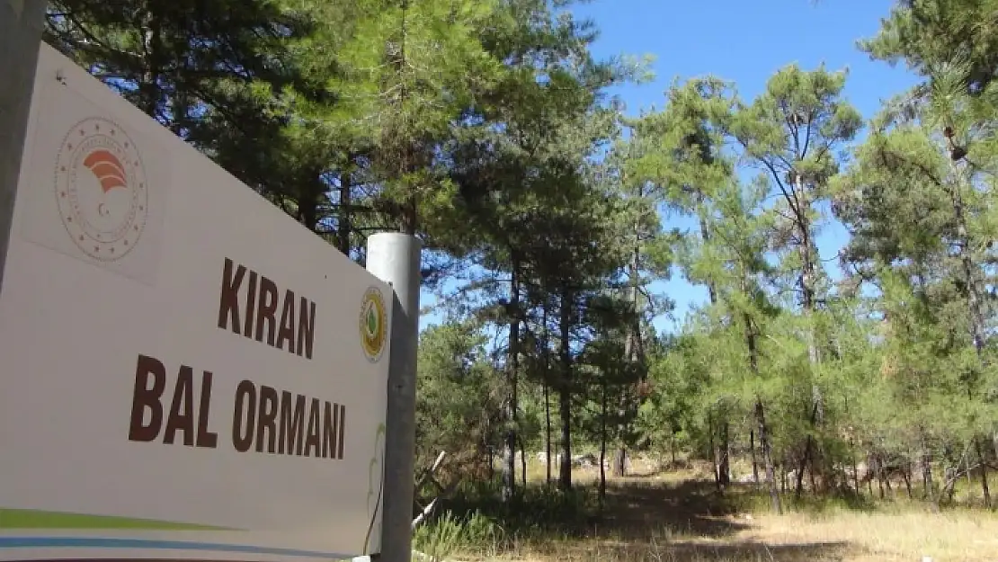 Çam Balının Merkezi Muğla'da Üretim Tehlikesi