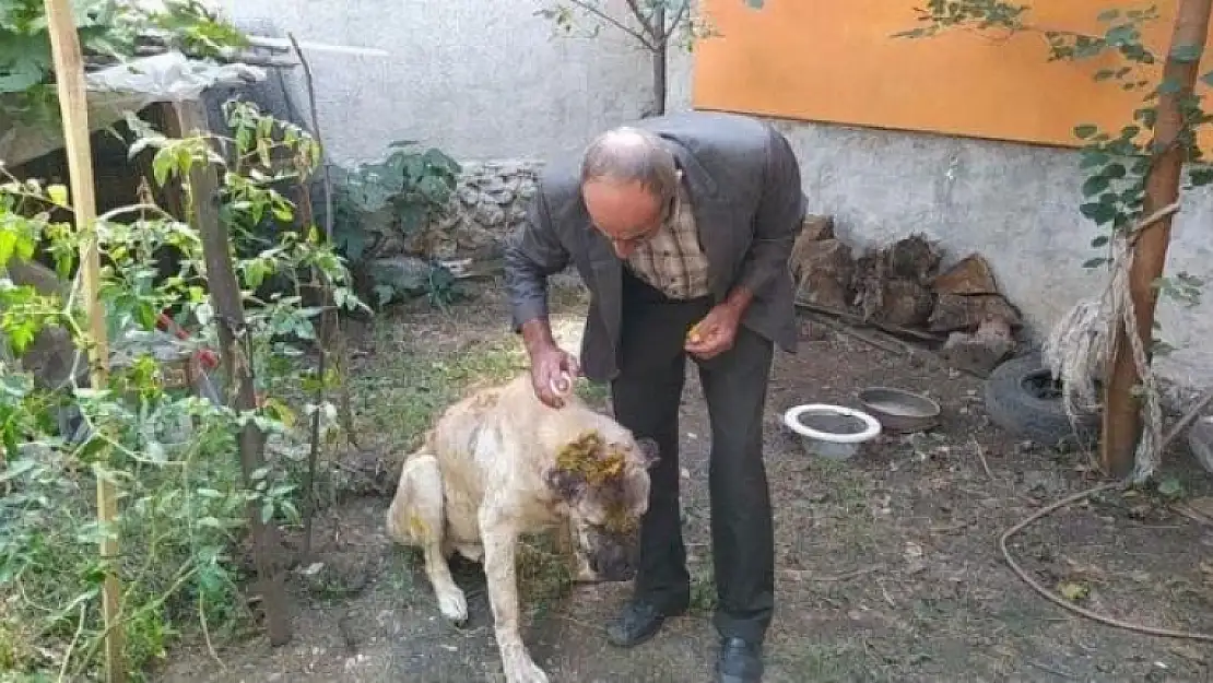 Kendi Köpeğine Saldırdığını Öne Süren Şüpheli, Komşusunun Köpeğini Sopa ve Satırla Ağır Yaraladı