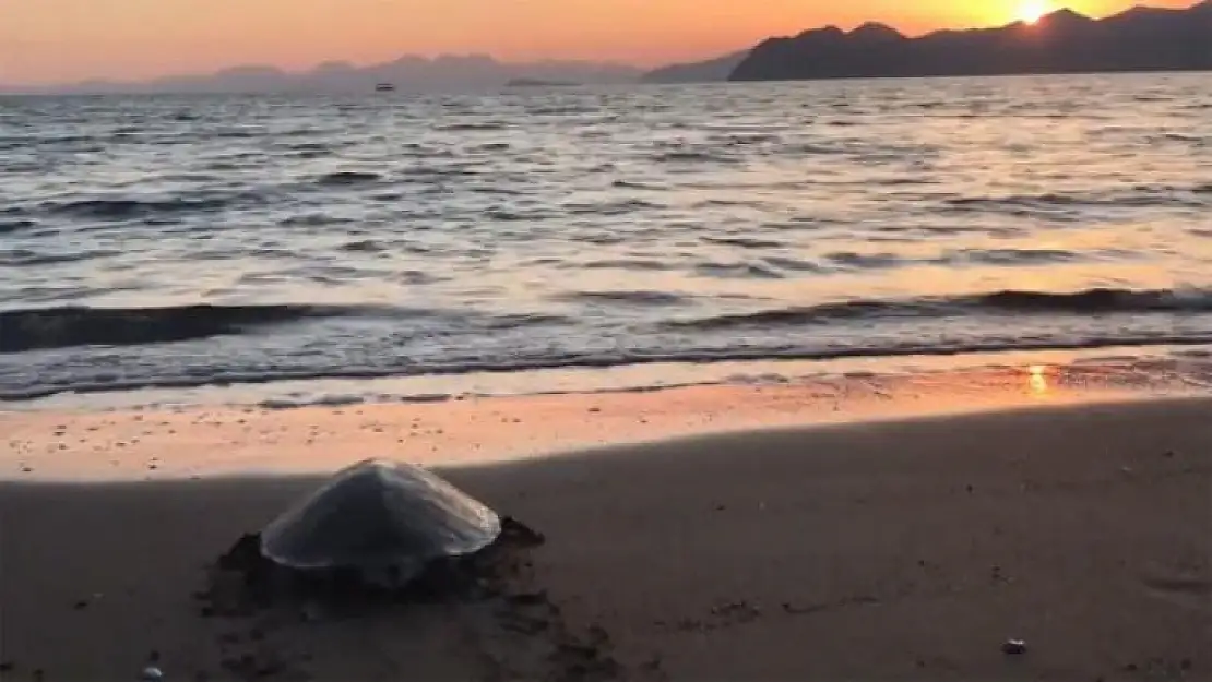 Lara İsimli Caretta Caretta Kıbrıs'a Ulaştı