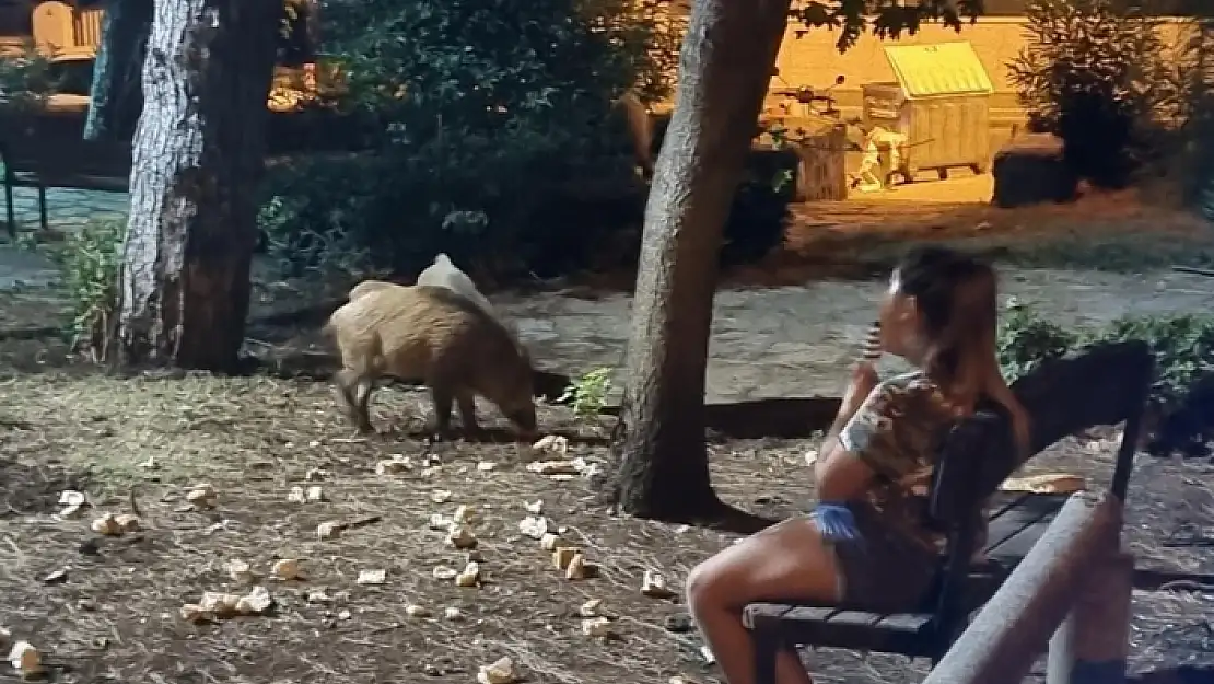 Marmaris'te Bir Çocuk Domuzların Yemeklerini Yemesini Bekledi