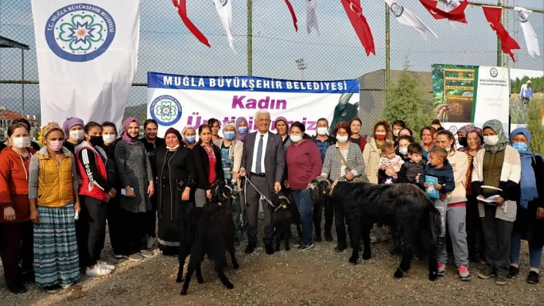 Muğla Büyükşehir Yatağan'da Kıl Keçisi Dağıtacak
