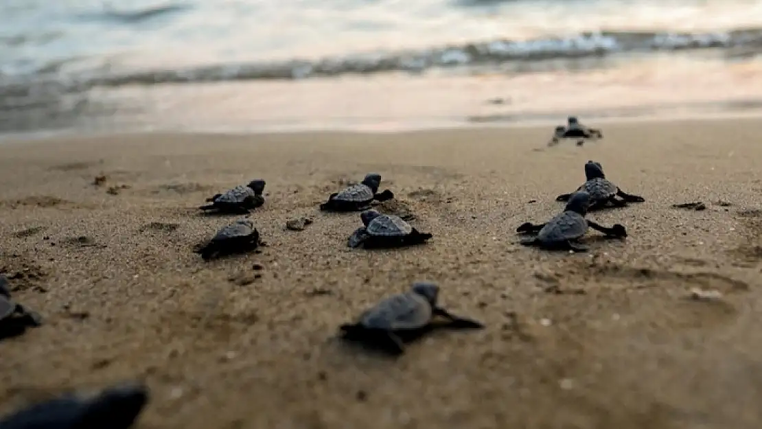 Dalyan ve Fethiye'de Yumurtalarından Çıkan Caretta Caretta'lar Denizle Buluşuyor