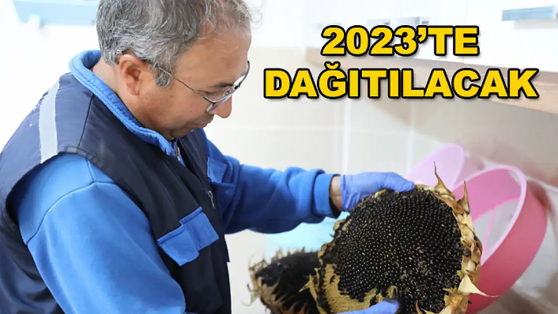 Ata Tohumları Yeni Yılda Dağıtıma Hazırlanıyor