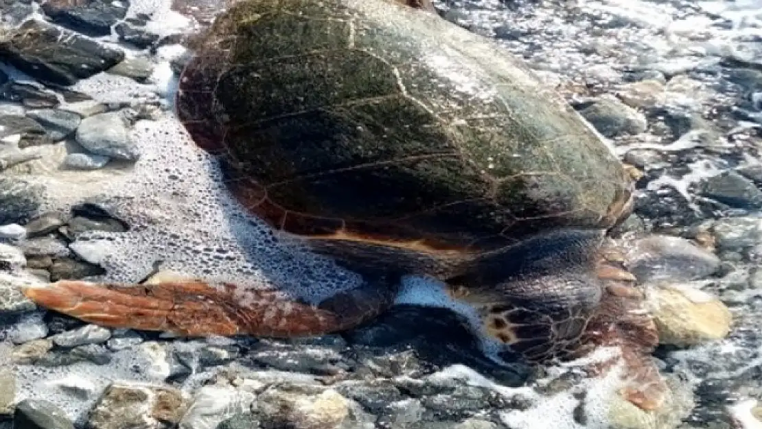 Datça'da Ölü Caretta Caretta Bulundu