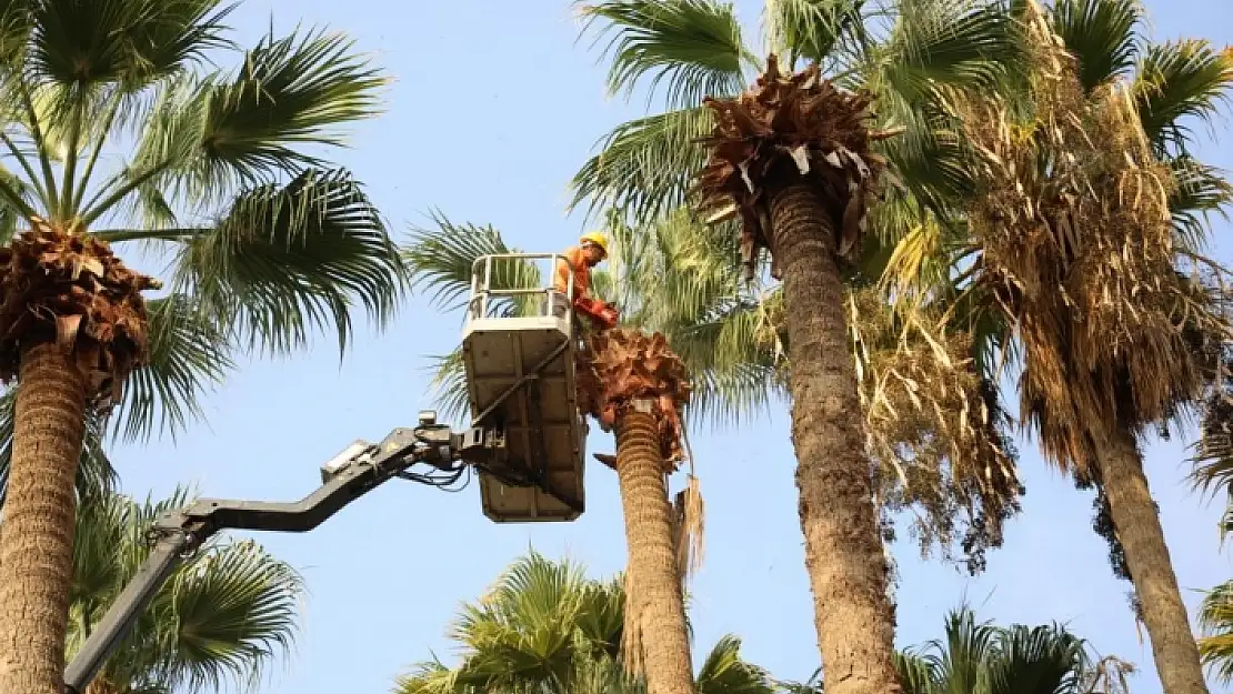 Marmaris'teki Palmiyeler İçin Budama Çalışmaları Başladı