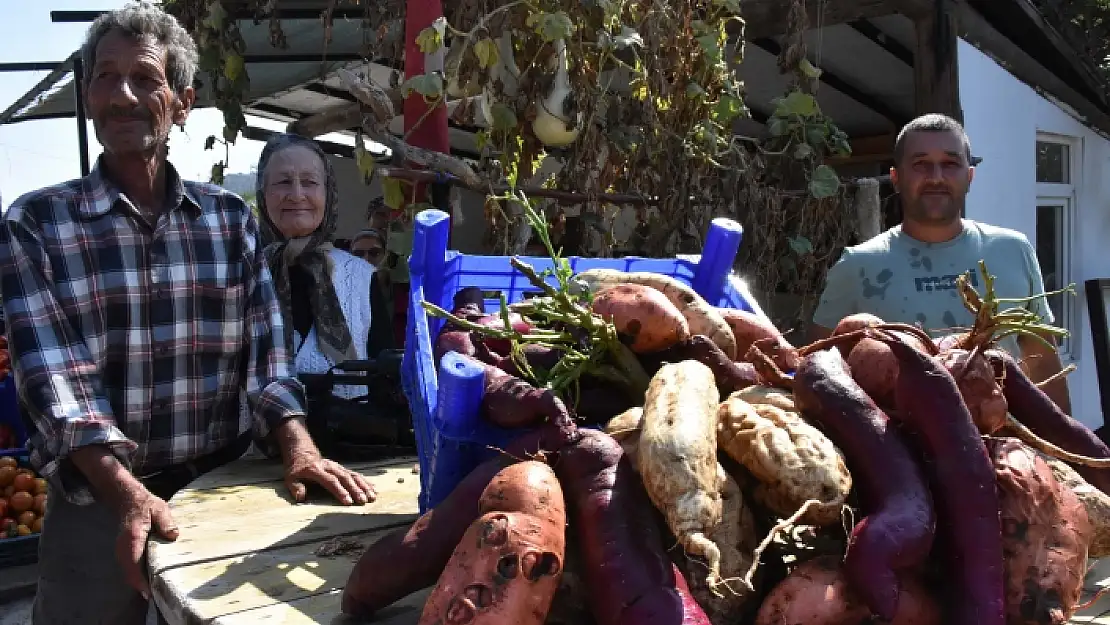 'Tatlı Patates' Muğla İklimine Uyum Sağladı