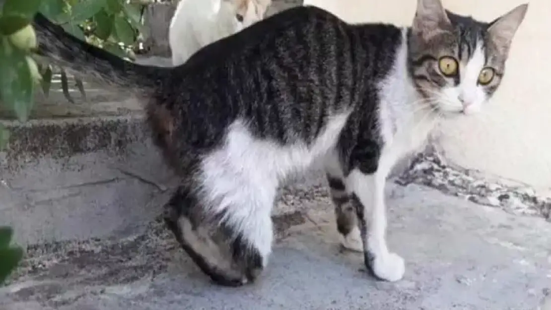 Vahşet: Büyü Bozmak İçin Kedilerin Patileri Kesildi