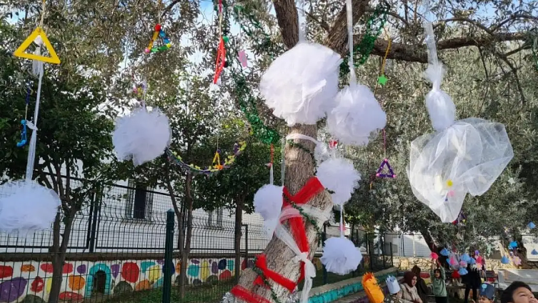 Bodrum'daki Okul Bahçesinde Zeytin Ağaçlarının Hasadı Yapıldı