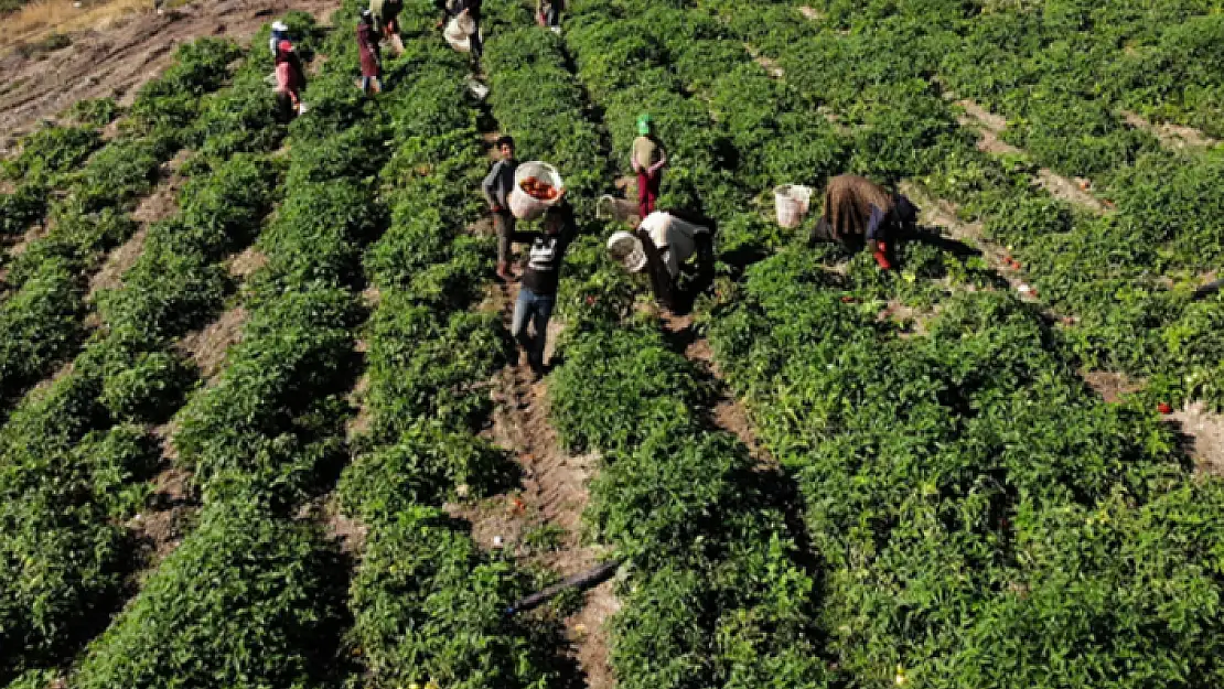 Datça'da Güz Domatesi Hasadı Başladı