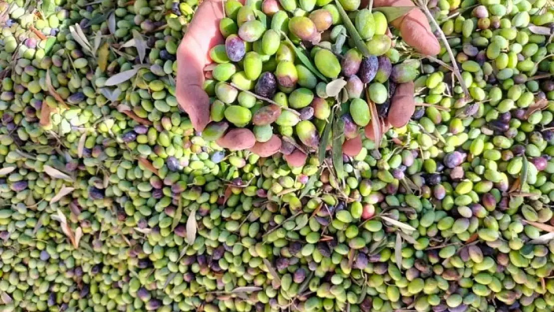 Köyceğiz'de Yağışın Ardından Zeytin Hasadı Hızlandı