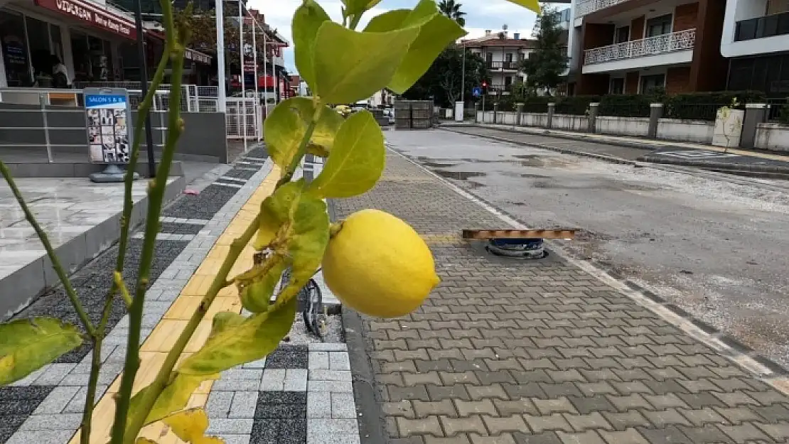 Marmaris'te Limon Ağaçları Sokakları Süsleyecek