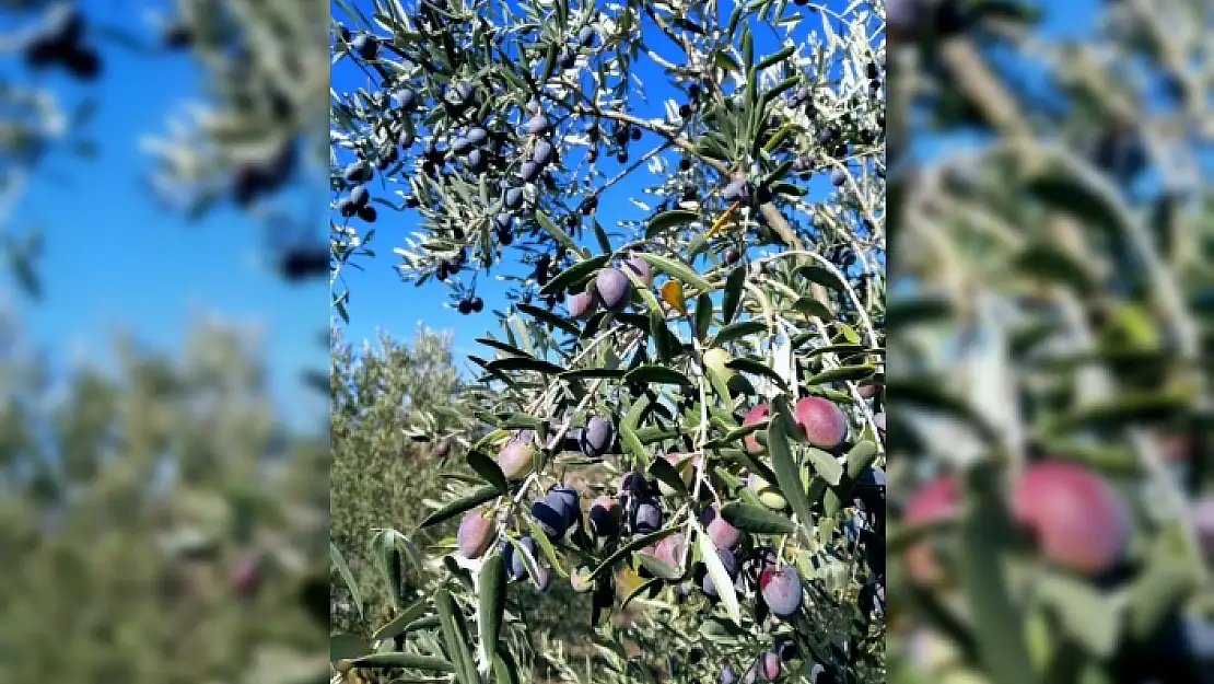 Menteşe'de Zeytin Hasadı Başladı