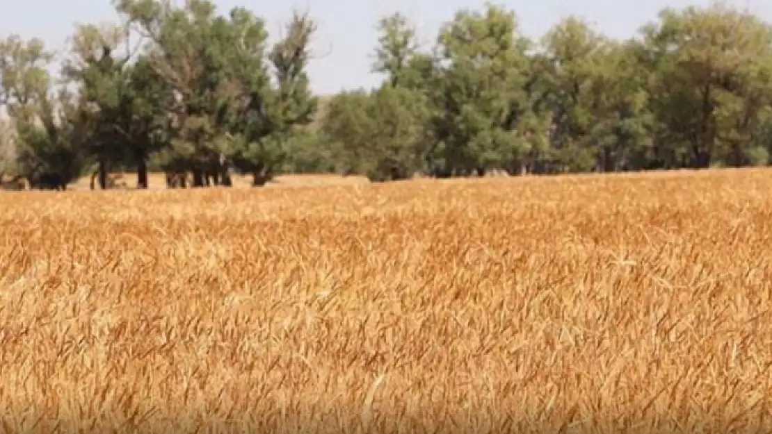 Tahıl Krizi Çözüldü! Buğday Fiyatlarında Sert Şekilde Düştü