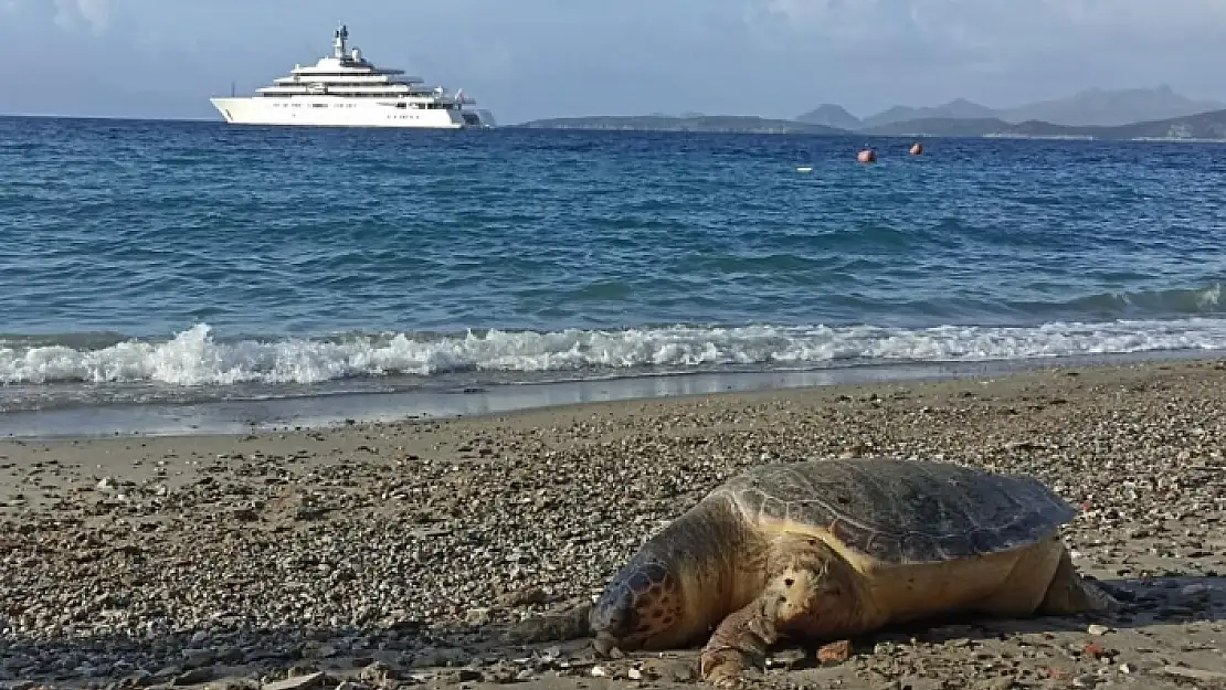 Bodrum'da Nesli Tükenmekte Olan Kaplumbağa Ölüsü Sahile Vurdu