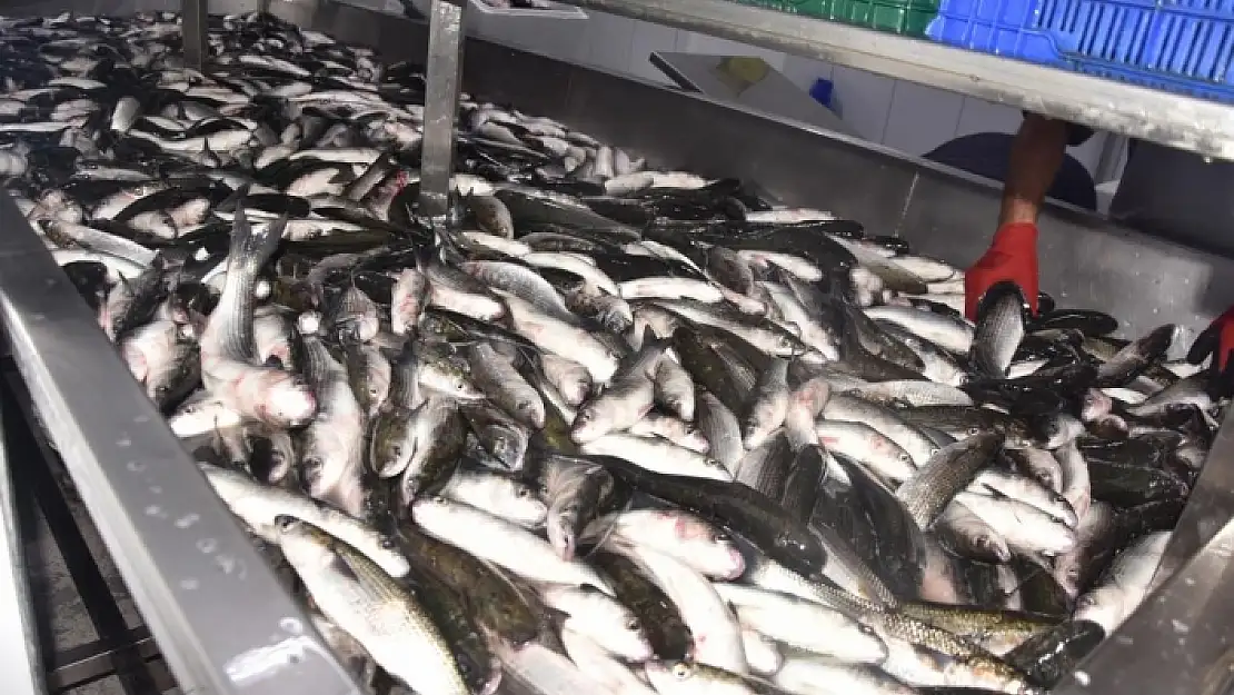 Dalyan Kefalinin Satış Fiyatı Belli Oldu