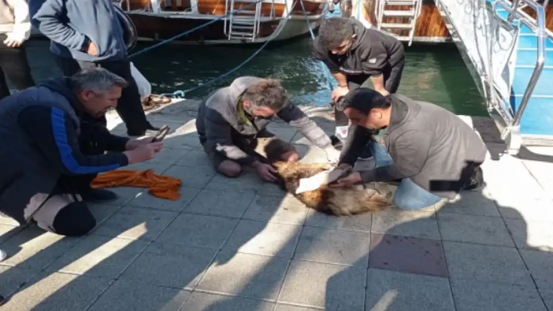 Fethiye'de Denize Düşen Köpek Kurtarıldı