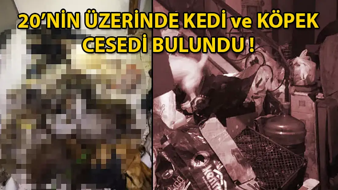 Marmaris'te Vahşet: Bir Evde Çok Sayıda Hayvan Cesedi Bulundu !