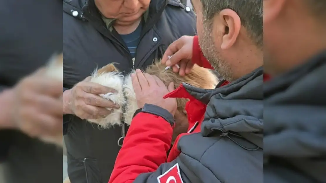 Muğla'da 37 Bin Havyan Mikroçiplendi