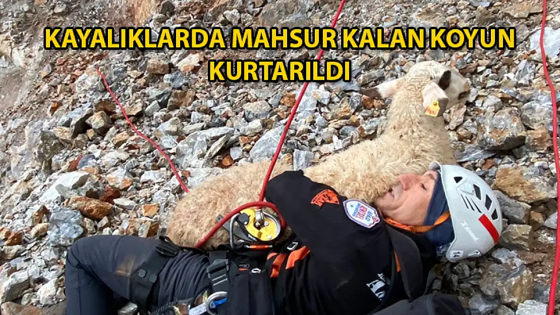 Datça'da Kayalıklarda Mahsur Kalan Koyun Kurtarıldı
