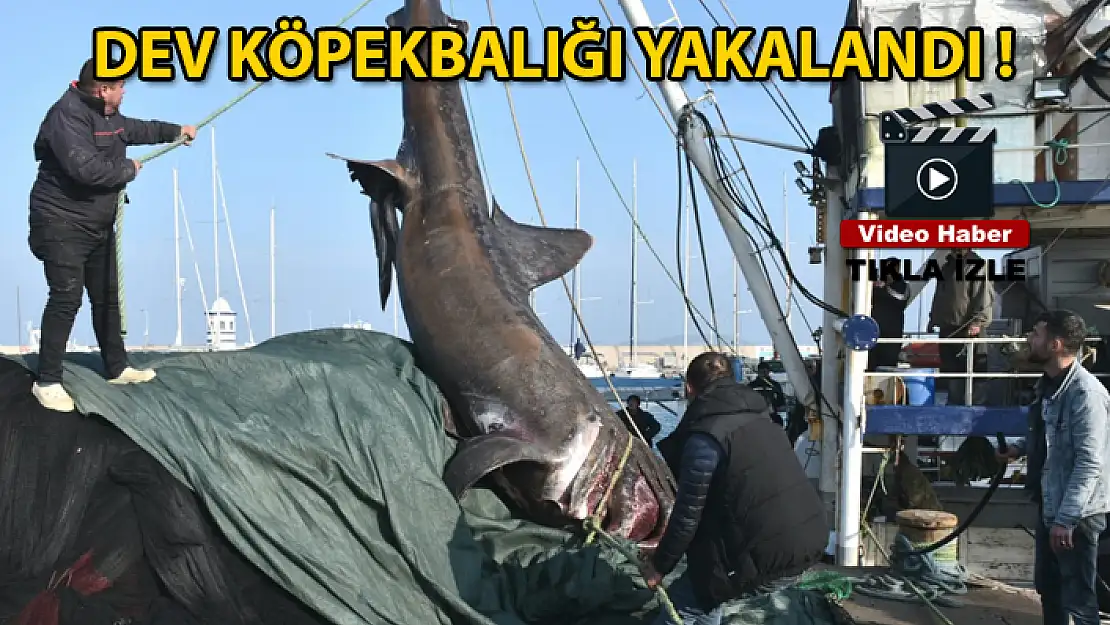 Ege Denizi'nde 10 Metrelik Köpekbalığı Yakalandı