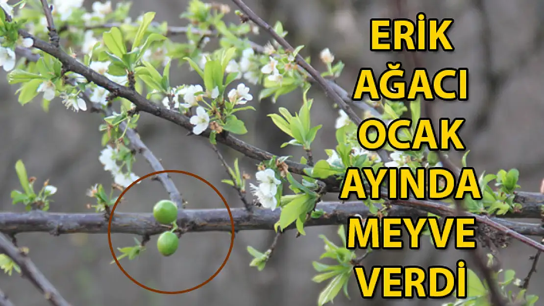 Kışın Ortasında Şaşırtan Görüntü: Erik Ağacı Çiçek Açtı