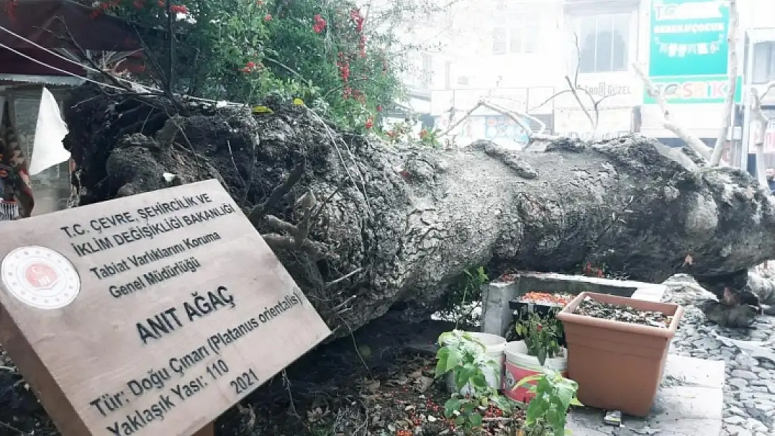 Menteşe'deki 110 Yıllık Tescilli Çınar Devrildi