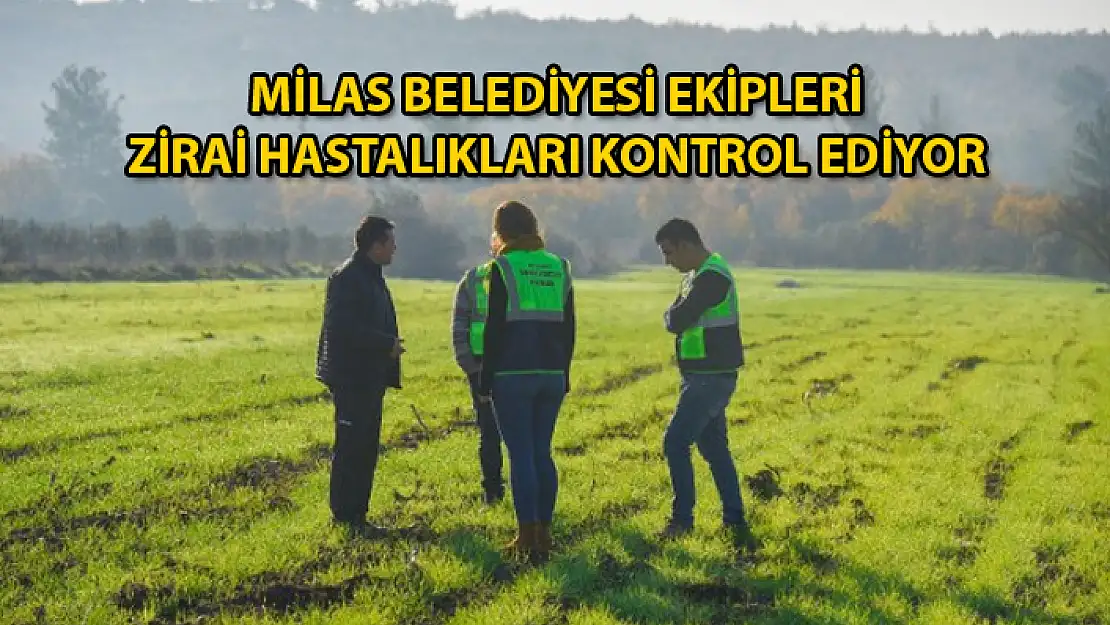 Milas Belediyesi Hibe Destekli Buğday Tarlalarını İnceliyor