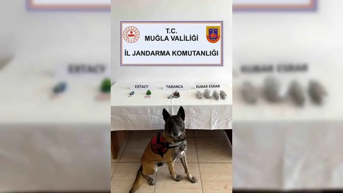 NARKOTİK KÖPEĞİ EFOR BODRUM'DA ÇOK SAYIDA UYUŞTURUCUYU ELE GEÇİRDİ
