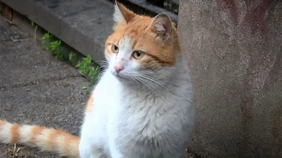 TOPLU KEDİ ÖLÜMLERİ: 34 KEDİ ÖLÜ BULUNDU
