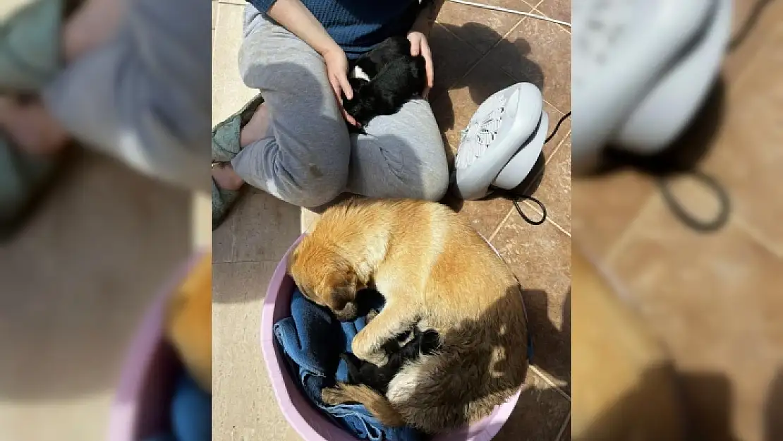 DALYAN'DA MAHSUR KALAN ANNE KÖPEK VE YAVRULARI KURTARILDI