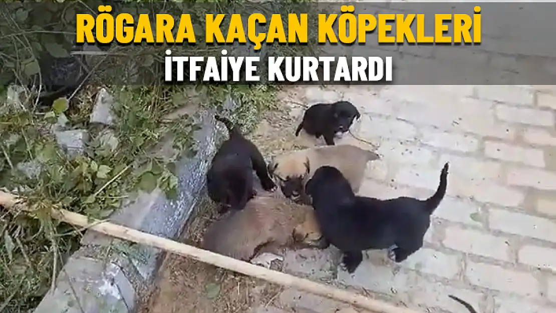 MİLAS'TA RÖGARA KAÇAN YAVRU KÖPEKLER KURTARILDI