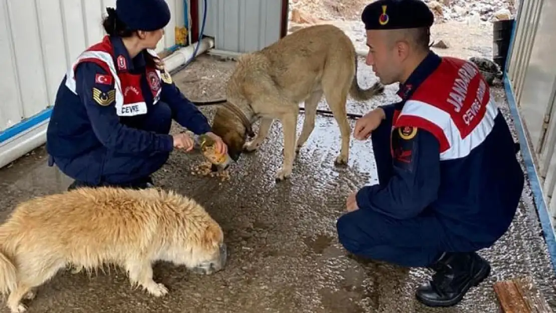 MUĞLA'DA JANDARMA ELLERİYLE SOKAK HAYVANLARINI BESLEDİ