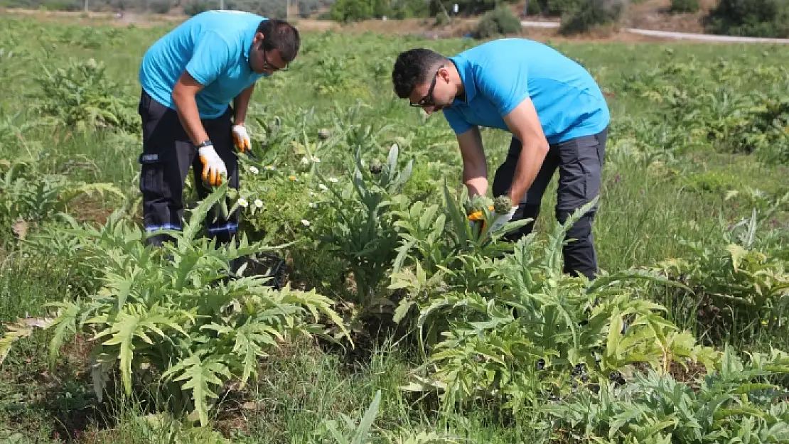 BODRUM'DA ENGİNAR HASADI YAPILIYOR