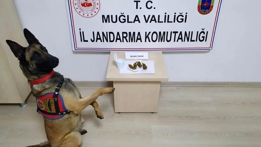 MUĞLA İL JANDARMA KOMUTANLIĞI'NDAN YOĞUN ÇALIŞMA