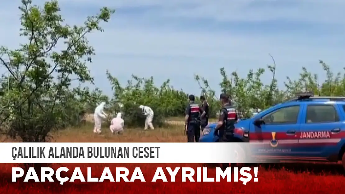 ÇALILIK ALANDA PARÇALANMIŞ HALDE CESET BULUNDU