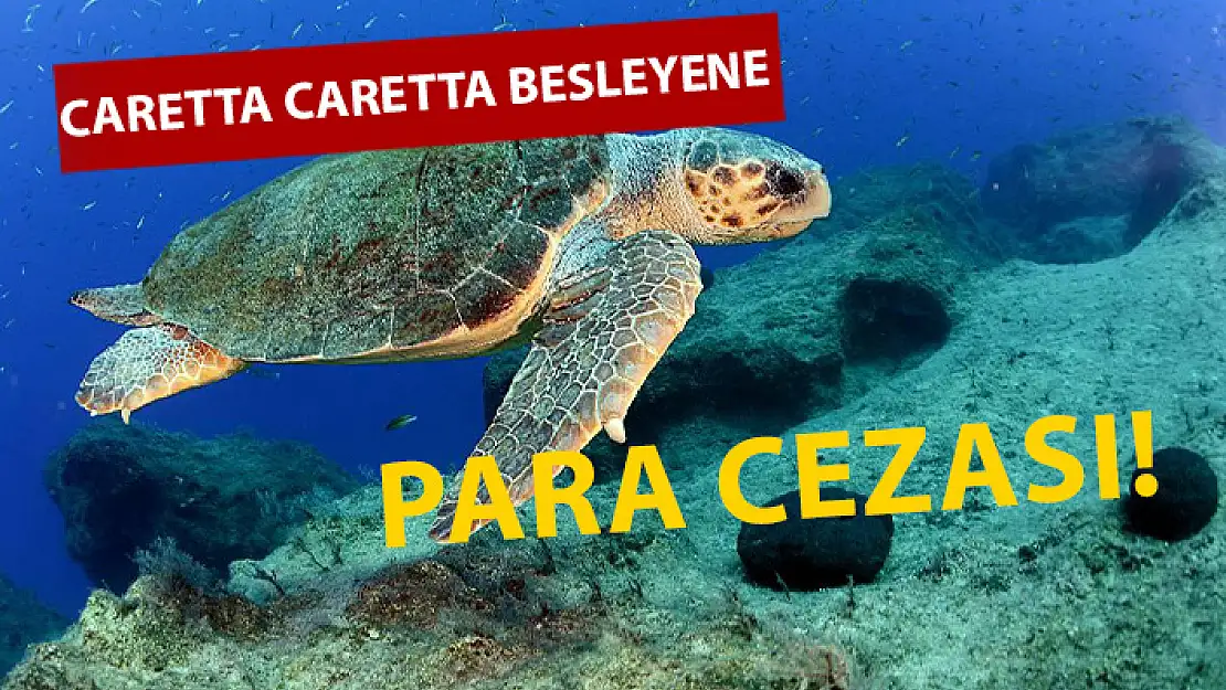 DKMP'DEN DUYURU: CARETTA CARETTA BESLEYENE CİDDİ PARA CEZASI KESİLECEK