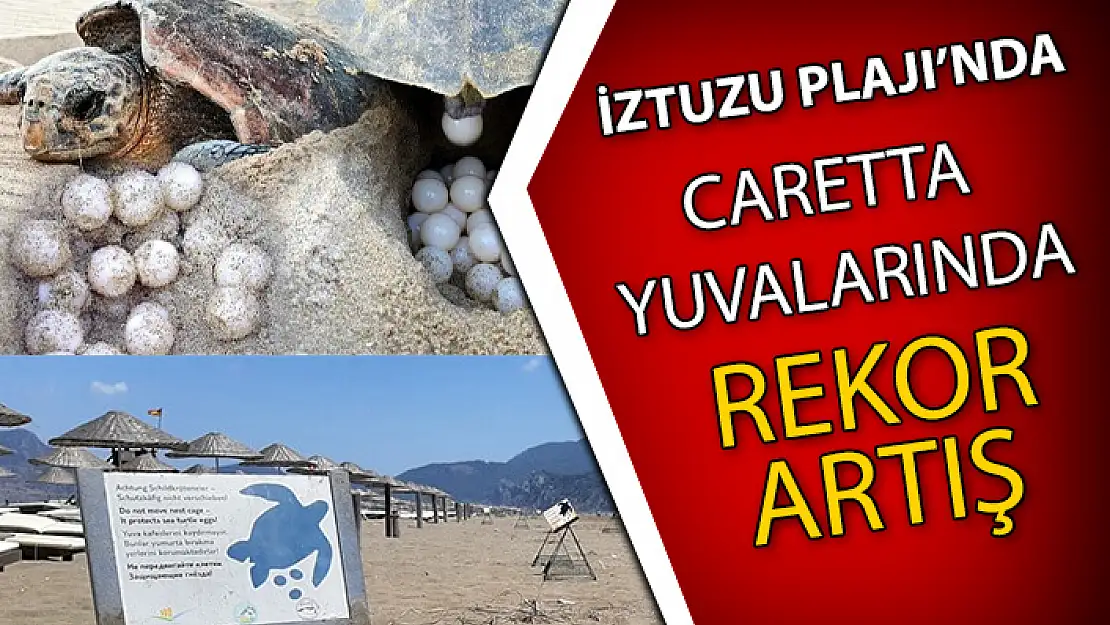 İZTUZU PLAJI'NDA CARETTA YUVALARI REKOR SAYIYA ULAŞTI!