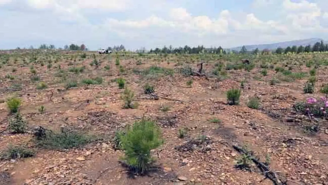 MUĞLA'DA AĞAÇLANDIRMA ÇALIŞMALARIYLA YANAN YANGIN SAHALARI YEŞİLE BÜRÜNÜYOR