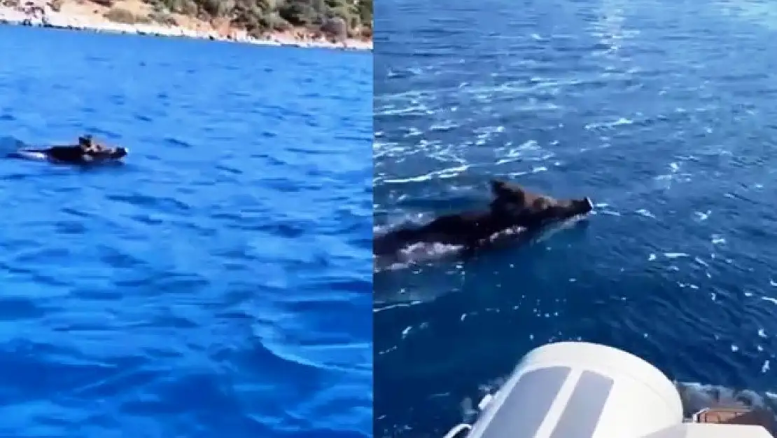 TATİLCİLER BODRUM AÇIKLARINDA YÜZEN DOMUZ KARŞISINDA ŞAŞIRDI