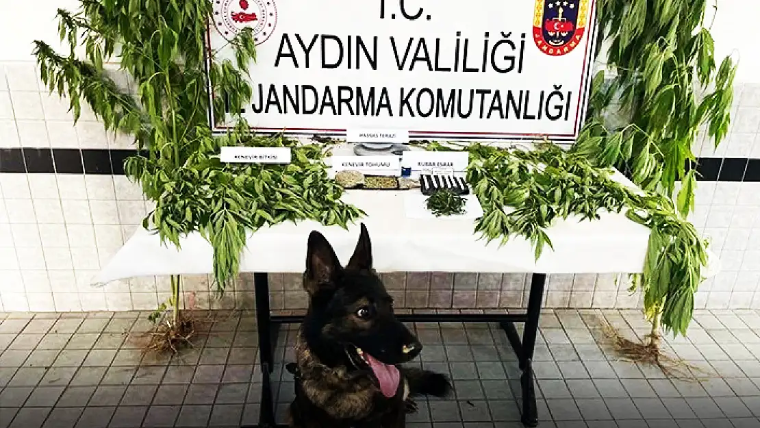 AYDIN'DA UYUŞTURUCU OPERASYONLARI: 27 TUTUKLAMA